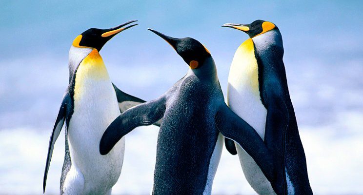 A Group of Penguins Flapping Wings Happily